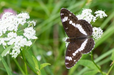 Limenitis camilla (bělopásek dvouřadý)