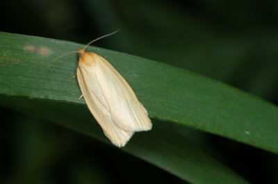 Zelotherses sp.