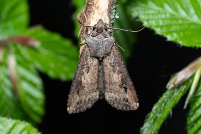 Agrotis ipsilon (osenice ypsilonová)