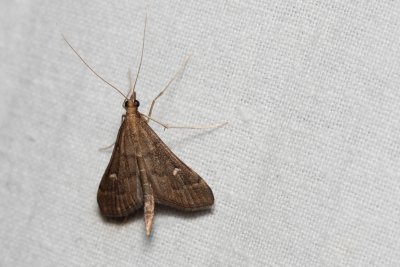 Dolicharthria punctalis (-)