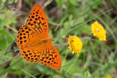 Argynnis paphia (perleťovec stříbropásek)