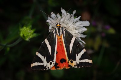 Euplagia quadripunctaria (přástevník kostivalový)