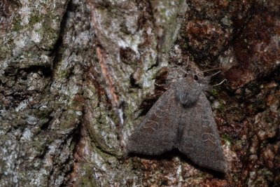 Parastichtis suspecta (blýskavka nivní)