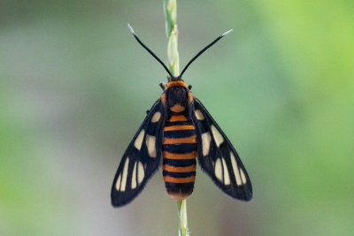 Amata huebneri (-)