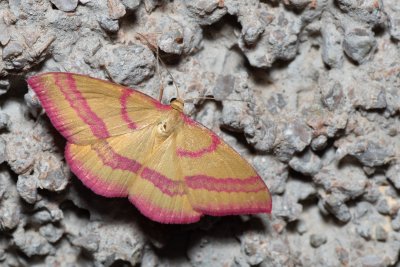 Rhodostrophia calabra (žlutokřídlec balkánský)