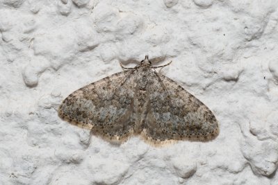 Coenotephria ablutaria (-)