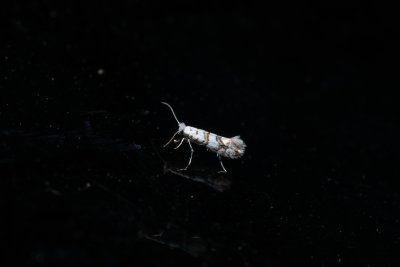Phyllonorycter joannisi (-)