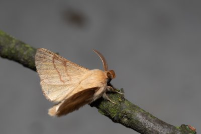 Malacosoma neustria (bourovec prsténčivý)