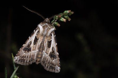 Agrotis vestigialis (osenice písečná)
