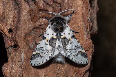 Furcula bicuspis (hranostajník březový)
