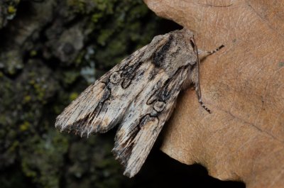 Egira conspicillaris (můra trávová)