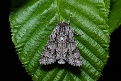 Acronicta auricoma (šípověnka jívová)
