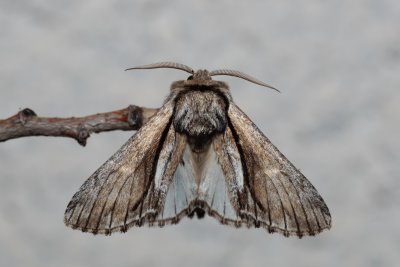 Paradrymonia vittata (-)