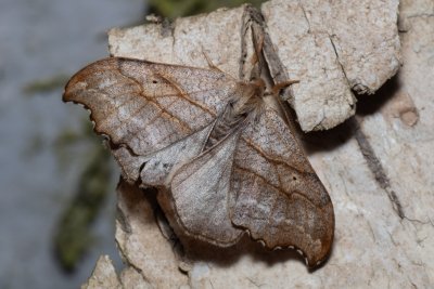 Falcaria lacertinaria (srpokřídlec březový)