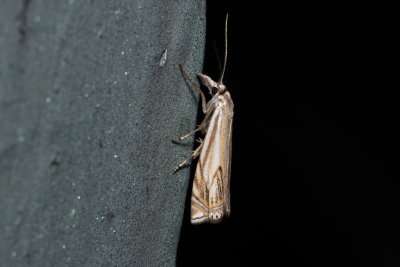 Crambus lathoniellus (travařík obecný)