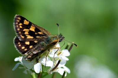 Carterocephalus palaemon (soumračník jitrocelový)