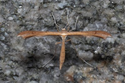 Stenoptilia sp.