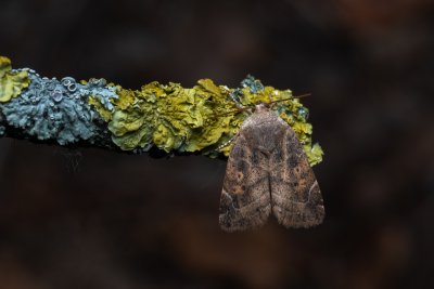 Cosmia affinis (blýskavka dubová)