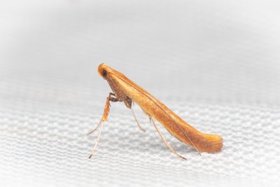 Caloptilia betulicola (-)