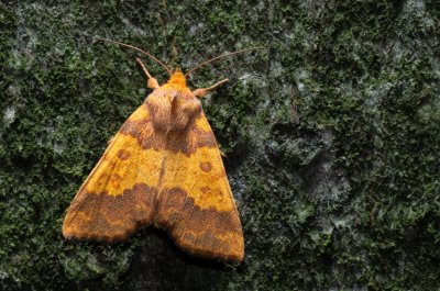 Tiliacea aurago (zlatokřídlec bukový)