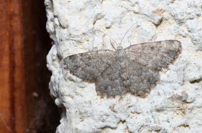 Charissa sp.