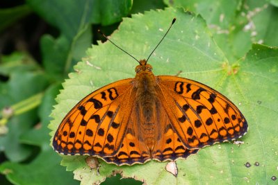 Argynnis adippe (perleťovec prostřední)