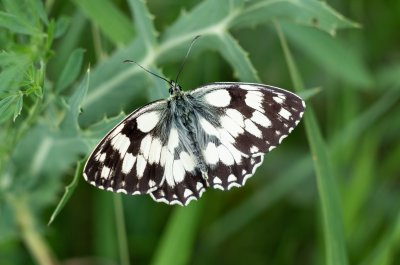 Melanargia galathea (okáč bojínkový)