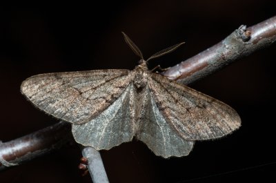 Agriopis bajaria (tmavoskvrnáč třešňový)