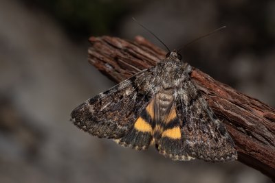 Catocala nymphagoga (stužkonoska žlutá)