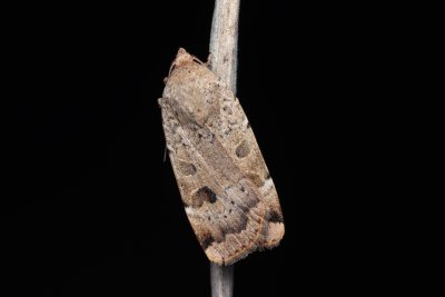 Noctua interposita (osenice přehlížená)