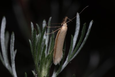 Pleurota pyropella (-)