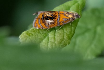 Olethreutes arcuella (obaleč zdobený)
