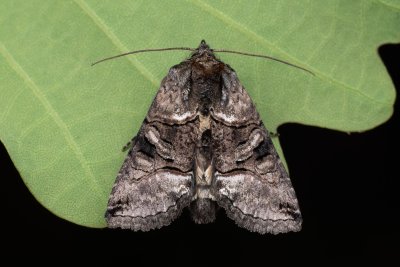 Abrostola tripartita (kovolesklec žahavkový)