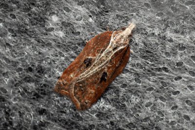 Acleris cristana (-)