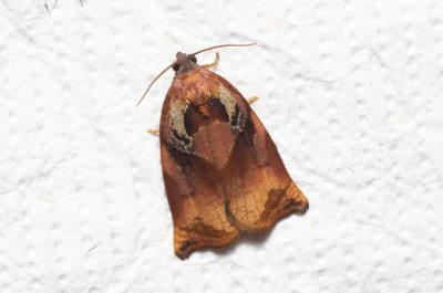 Archips podana (obaleč zahradní)