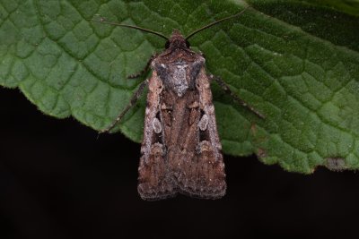 Euxoa obelisca (osenice stepní)
