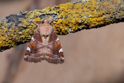 Cosmia diffinis (blýskavka jilmová)