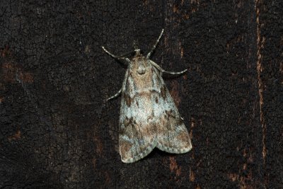 Gesneria centuriella (šedovníček horský)