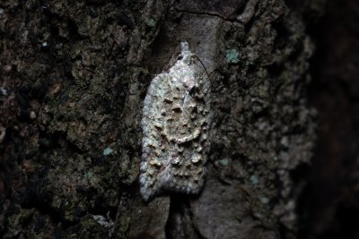 Acleris literana (obaleč zelenavý)