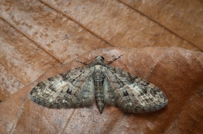 Eupithecia abbreviata (píďalička jarní)