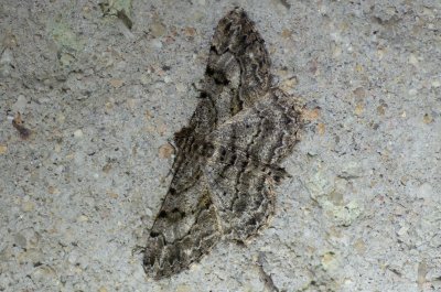 Peribatodes rhomboidaria (různorožec trnkový)