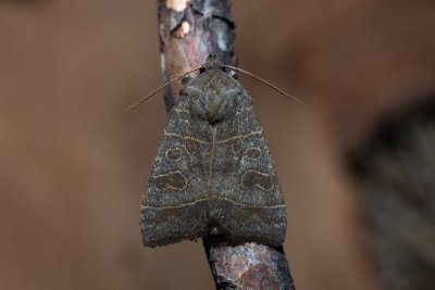 Ipimorpha subtusa (blýskavka topolová)