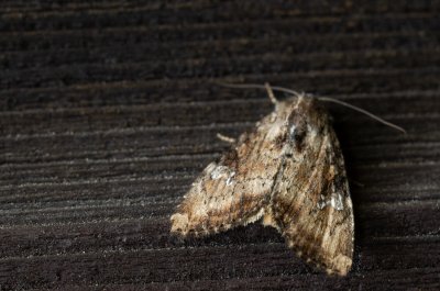 Apamea scolopacina (šedavka třeslicová)