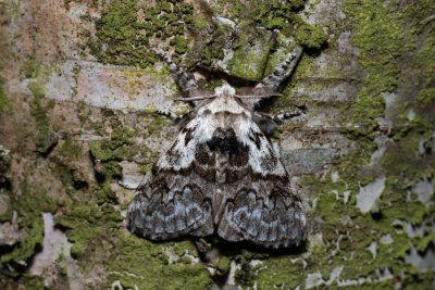 Calliteara abietis (štětconoš smrkový)