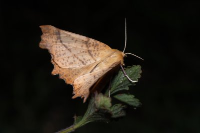 Ennomos autumnaria (zejkovec podzimní)