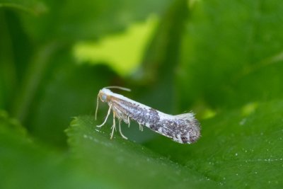 Argyresthia spinosella (-)