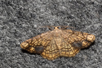 Stegania dilectaria (kropenatec topolový)