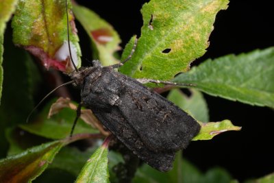 Euxoa nigricans (osenice černavá)