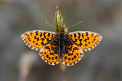 Boloria dia (perleťovec nejmenší), Střelecký kopec