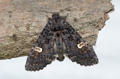 Melanchra persicariae (můra černá)
